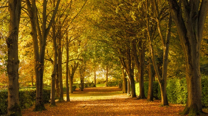 Autumn colour at Whipsnade Tree Cathedral